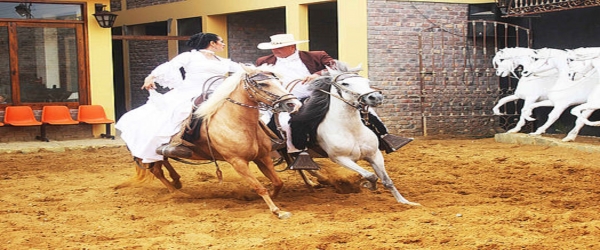 SHOW OF PASO HORSE AT &quot;DPASO TEMATIC RESTAURANT&quot;