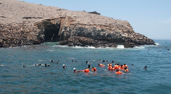 SWIMMING WITH SEA LIONS IN PALOMINO ISLAND - FROM: USD$95.00