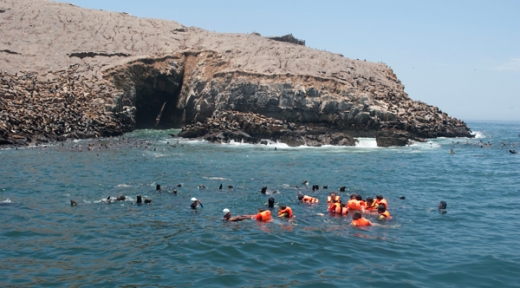 SWIMMING WITH SEA LIONS IN PALOMINO ISLAND - FROM: USD$85.00